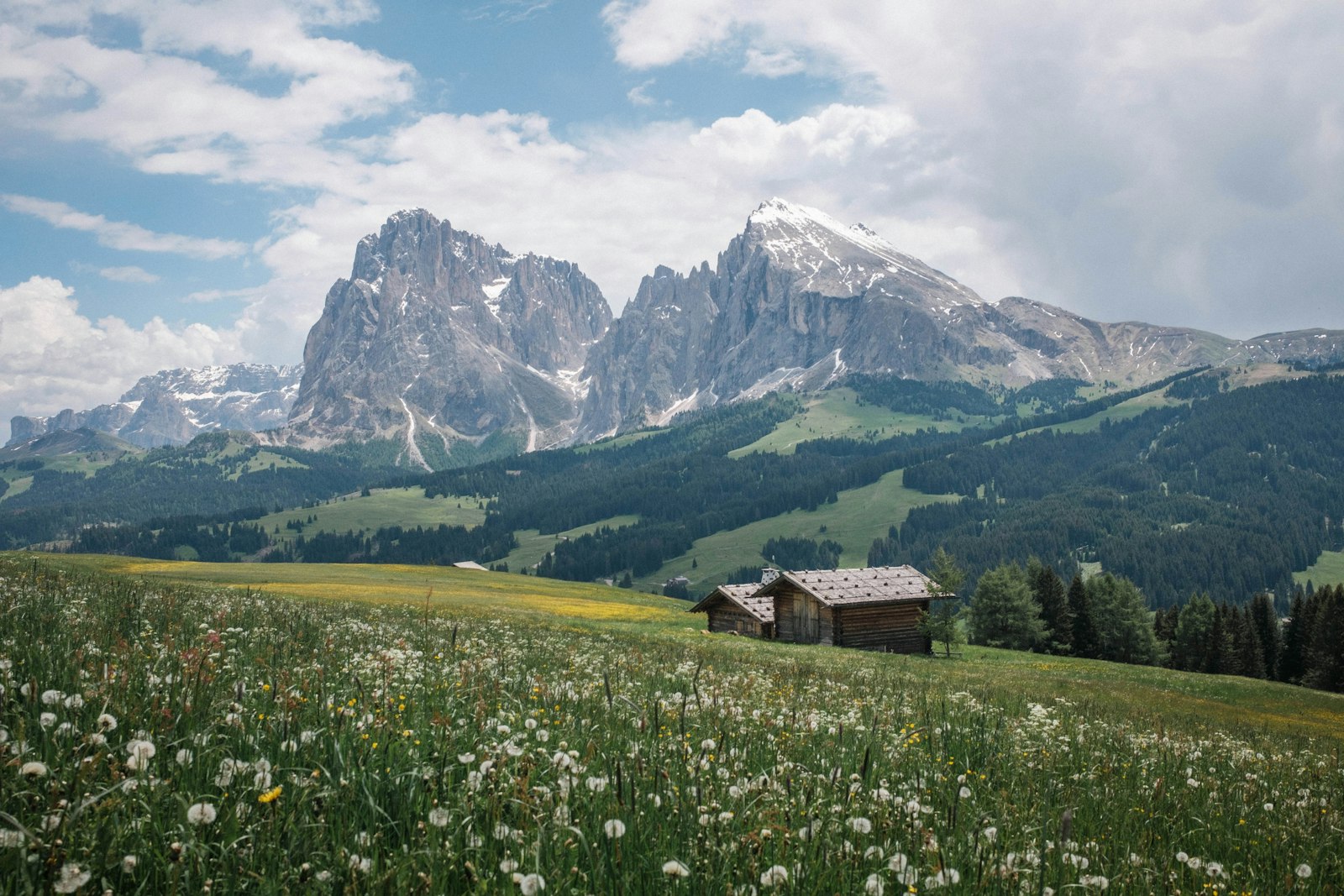 A flowering alpine meadow beneath the jagged peaks of the Dolomites
